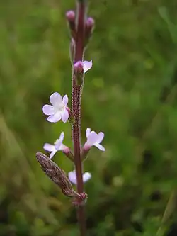 Sporýš lékařský (Verbena officinalis)