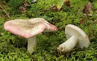 alternativní popis obrázku chybí