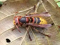 Sršeň obecná (Vespa crabro)
