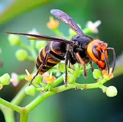 Japonská forma sršně obecné (Vespa crabro var. flavofasciata) má hruď a zadeček tmavěji zbarvený.