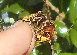 Sršeň sedí na lidském prstu a evidentně olizuje nějakou sladkou tekutinu. Obrázek ilustruje neagresivitu sršně