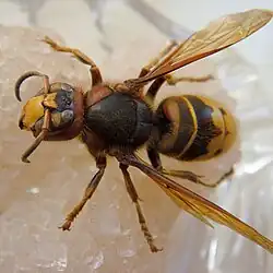 Forma V. c. var. crabro (zde exemplář z Moskvy) má středozádí hrudi bez červených linií. Jinak je ale velmi podobná variantě germana.