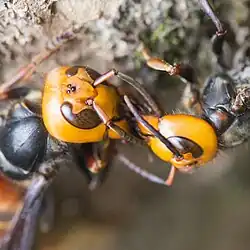 Detailní pohled na hlavy sršní, které si navzájem kusadly předávají potravu
