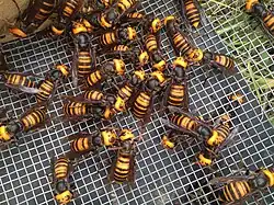 Několik desítek sršní vyfocených pohromadě, vlevo nahoře je královna, která je větší a má hlavu více do oranžova