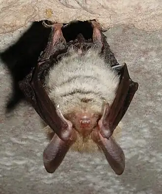 Netopýr velkouchý (Myotis bechsteini)