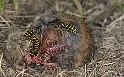 Vespula alascensis na mršině