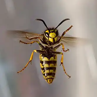 vosa útočná Vespula germanica