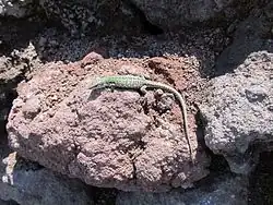 Ještěrka italská na vesuvských vyvřelinách.