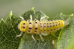 Larva