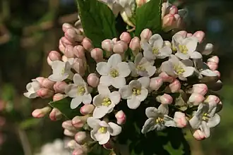 alternativní popis obrázku chybí