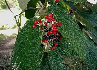 alternativní popis obrázku chybí