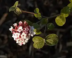 Květenství kaliny Carlesiovy (Viburnum carlesii)