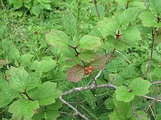 alternativní popis obrázku chybí