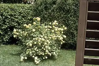 Kultivar 'Sterile', habitus