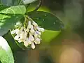 Skloněná květenství kaliny převislé (Viburnum suspensum)