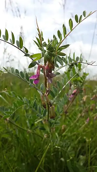 alternativní popis obrázku chybí