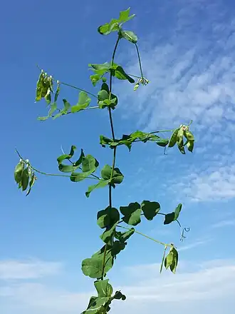 alternativní popis obrázku chybí