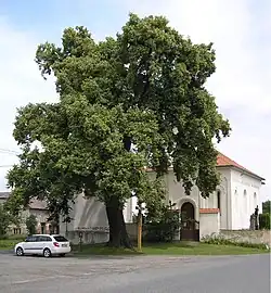 chráněná lípa před kostelem sv. Mikuláše