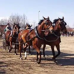 Čtyřspřeží na trhu koní