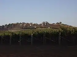 Vinice nedaleko vesnice Tumblong