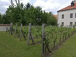 Vinice v zahradě Nového děkanství