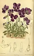Viola gracilis