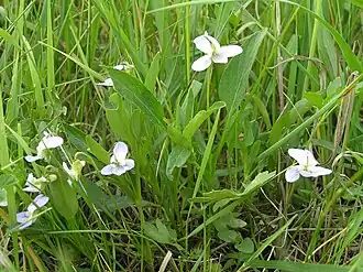alternativní popis obrázku chybí
