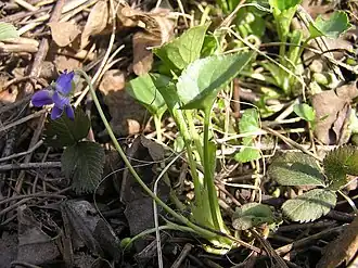 alternativní popis obrázku chybí