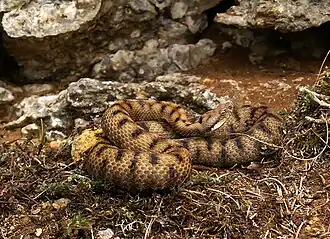 alternativní popis obrázku chybí