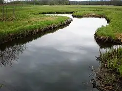 Virinta u Naujasodisu v okrese Molėtai