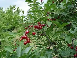 Detail zrajících višní na větvi