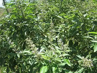 alternativní popis obrázku chybí