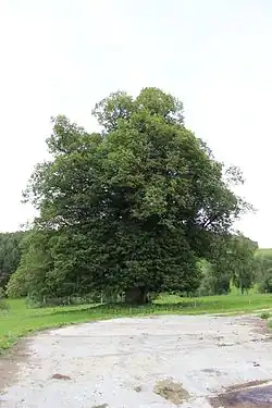 Lípa při pohledu od západu