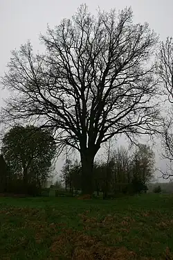 Památný Vlastníkův dub