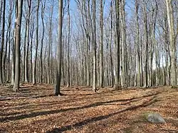 Voděradské bučiny na jaře