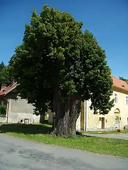 Volšovy - památná lípa