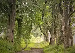 Alej v červenci 2016