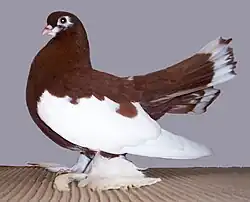 Volžský postavový rejdič lentový červený