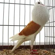 Voorburský voláč žlutý