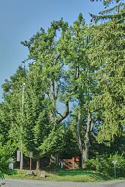 Vranovské jasany v roce 2015