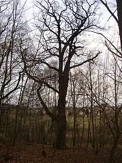 pohled od jjv. (prosinec 2011)