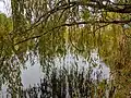 Vrba na břehu rybníka Brůdku