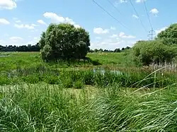 Vrbenská tůň s porostem ostřice