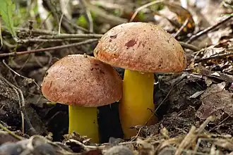 alternativní popis obrázku chybí