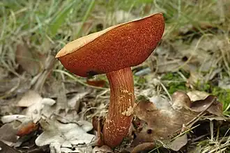 Boletus mendax