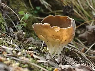 alternativní popis obrázku chybí