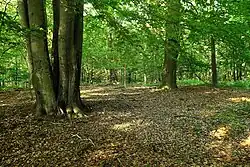 Vrchol Rokytské horky