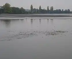 Vrkoč (při výlovu)