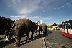 Sloni na cestách, 2012