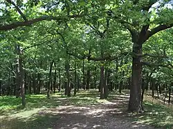 Vysoký vrch (486 m) u Malých Kyšic - vrcholová plošina s prostorem pravěkého hradiště (5).jpg